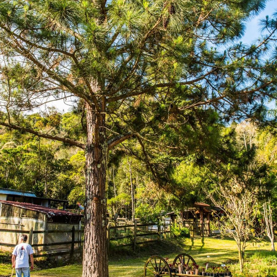 Sitio Araxa - 82 Anos De Historia - Suite Confortavel Em Meio A Floresta Пати до Алферес Екстериор снимка